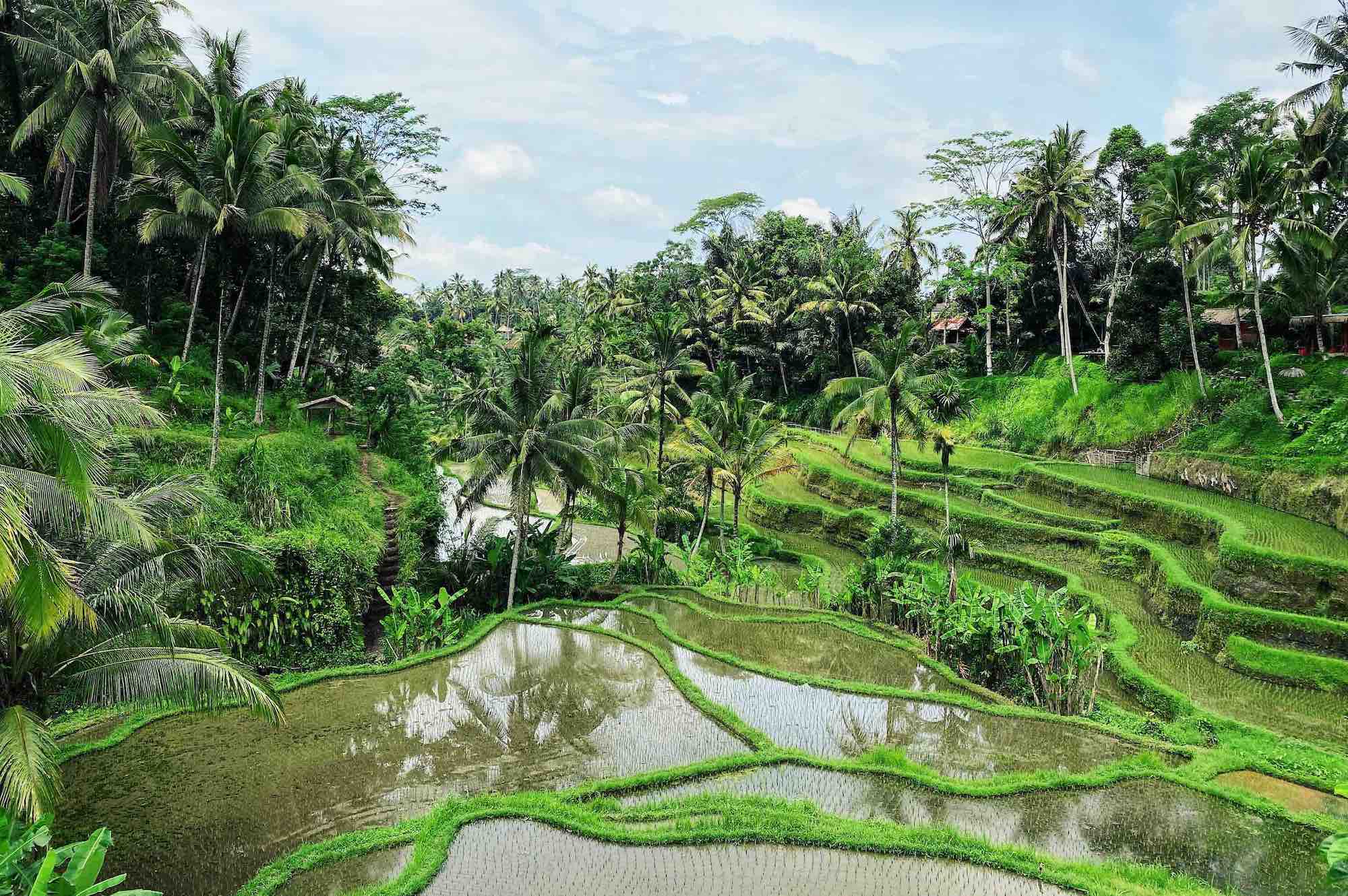 Cost of Living in Ubud Bali